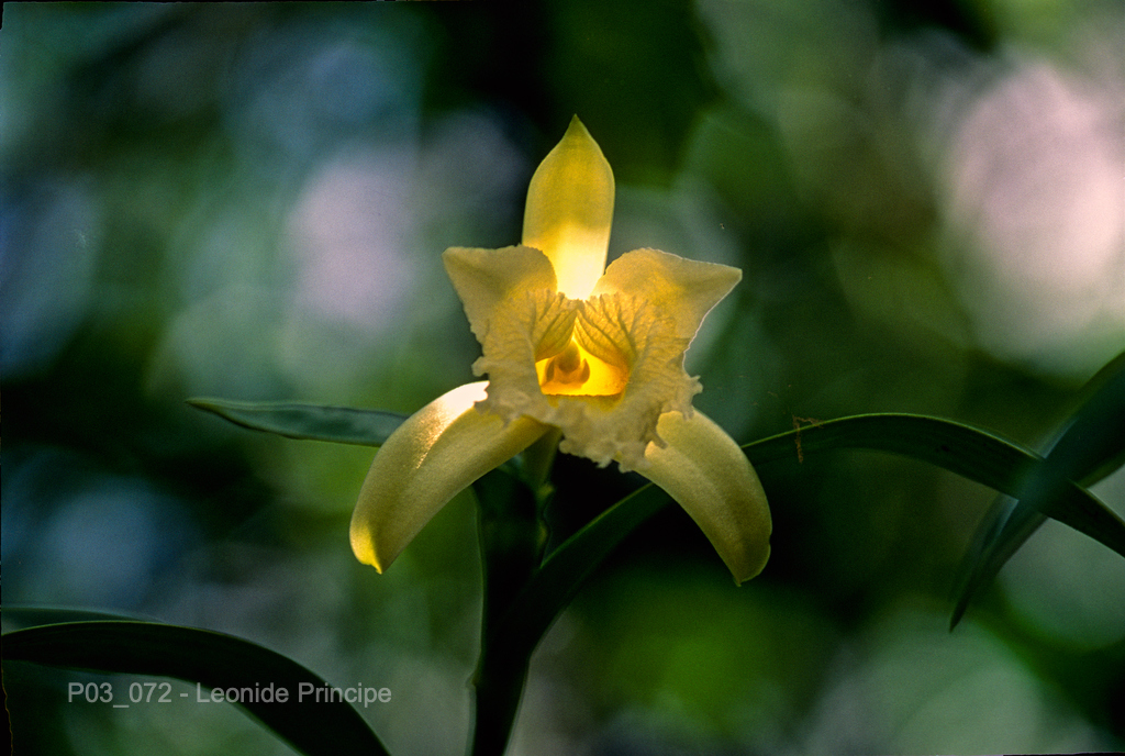 O espécime aqui representado é terrestre, podendo ser também rupícola ou epífita, assim que não foi necessário escalar árvores como na maior parte dos registros desta coleçao. É uma flor de volume, como uma Cattleya, e o nome da espécie grandiflora significa de flor grande. O fundo relativamente claro mostra o ambiente luminoso da campina, um ecossistema de vegetação baixa e terreno arenoso, porém é o ambiente com as maiores populações de orquídeas da Amazônia.