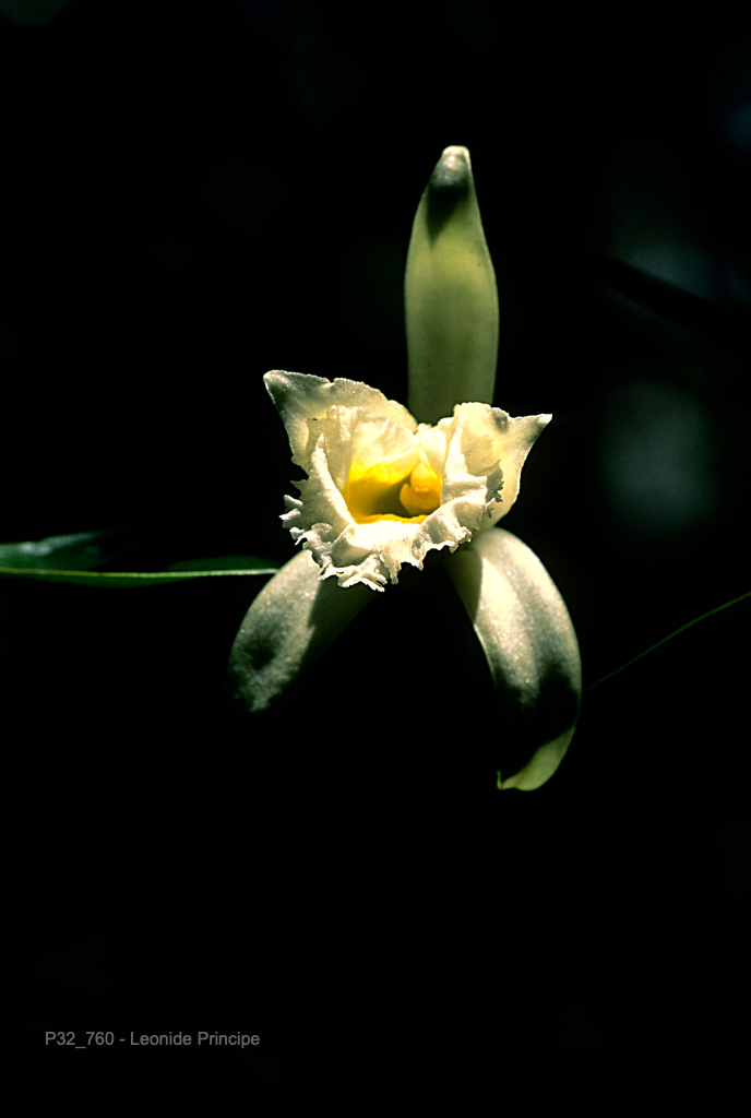 P32_760 - A flor da sacerdotisa - Leonide Principe